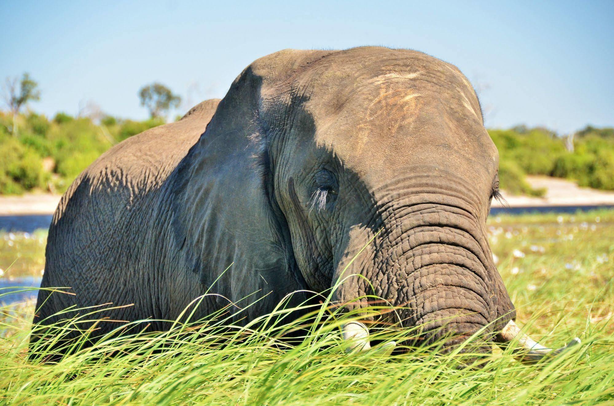 Thebe River Safaris Kasane Bagian luar foto