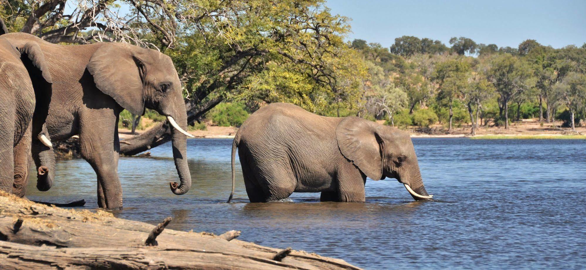 Thebe River Safaris Kasane Bagian luar foto